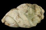 Cretaceous Shark Coprolite (Fossil Poop) - Kansas #136439-1